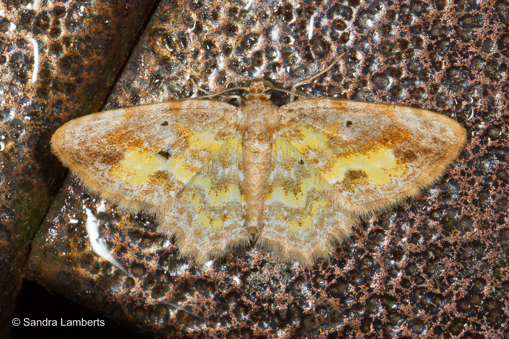 Acolutha pictaria