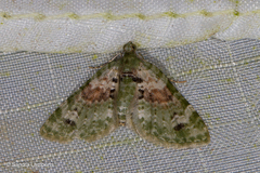 Chloroclystis rubroviridis