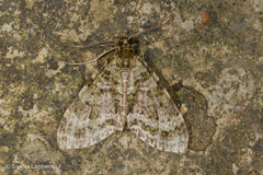 Hypocometa clauda