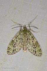 Phthonoloba