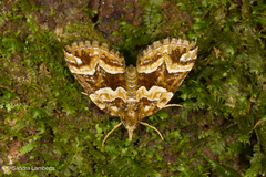 Matanga rubicunda