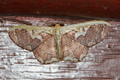 Zythos turbata