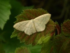 Scopula floslactata