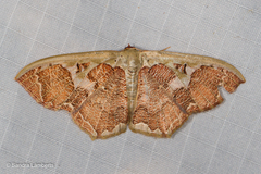 Zythos avellanea