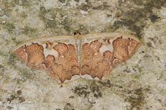 Zythos avellanea