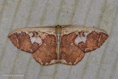 Zythos avellanea