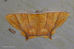 Thinopteryx crocoptera