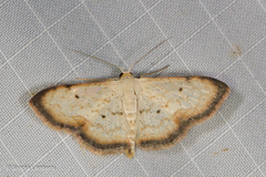 Scopula usticinctaria