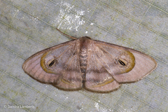 Problepsis achlyobathra