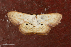 Scopula ferrilineata