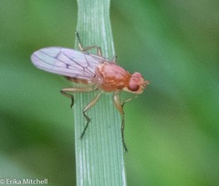 Dryomyzidae
