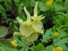 Corydalis bracteata