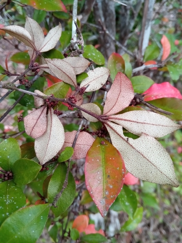 Croton acutifolius