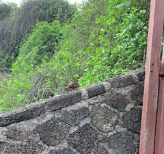 Zenaida galapagoensis