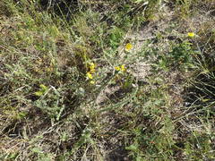 Aspalathus chortophila