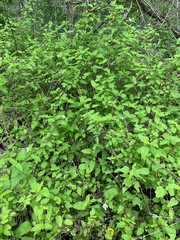 Lantana peduncularis