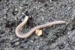 Blaniulidae