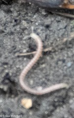 Blaniulidae