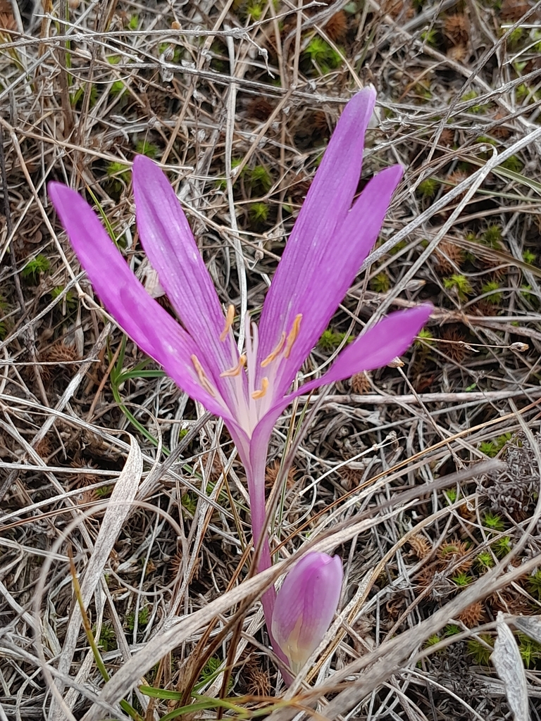 Colchicum arenarium, Pest, HU