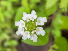 Lantana peduncularis