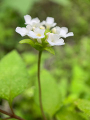 Lantana peduncularis