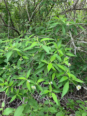 Varronia leucophlyctis