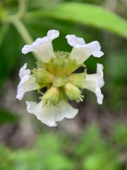 Varronia leucophlyctis