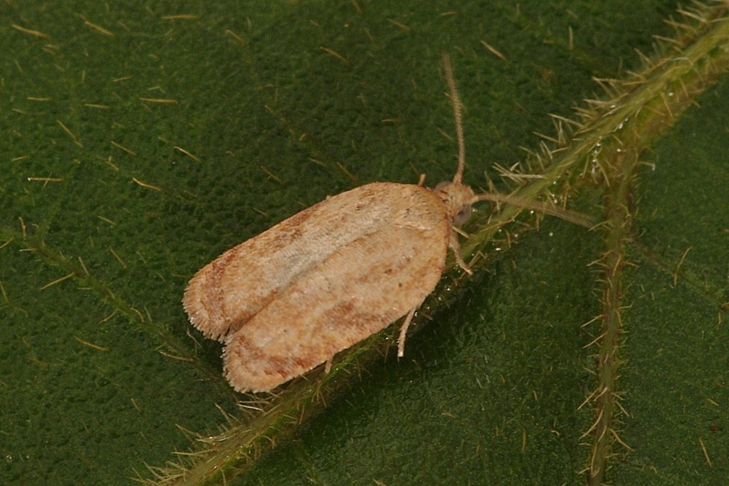 Apotoforma
