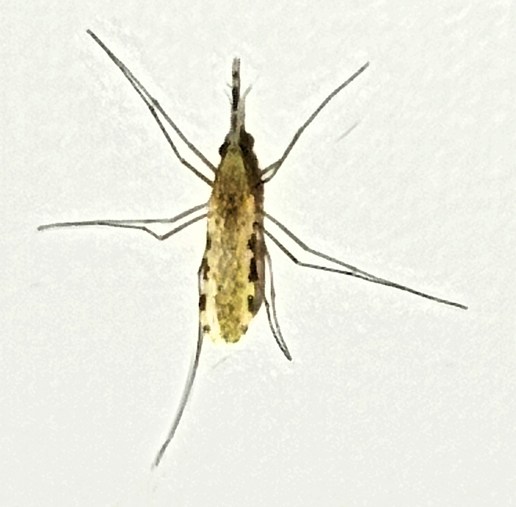 Asian Malaria Mosquito