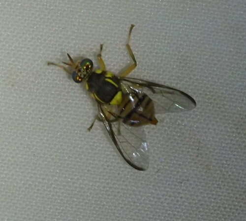 Oriental Fruit Fly photo 6