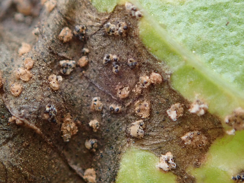 Sphaerellopsis filum observed 2023-09-23
