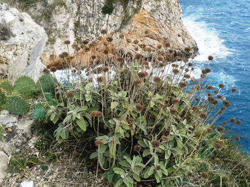 Grmolika gostanka (Phlomis fruticosa)