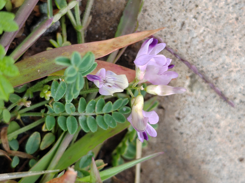 Astragalus zacharensis