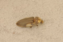 Aspisoma ignitum