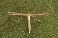 Stenoptilodes brevipennis