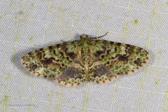 Necyopa