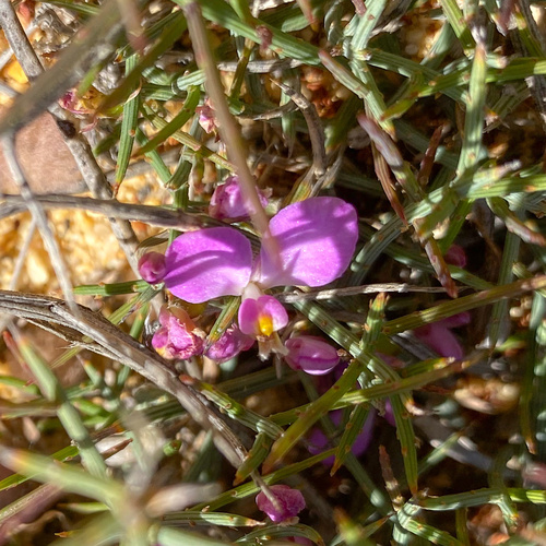 Comesperma spinosum (Comesperma spinosum)