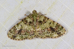 Necyopa