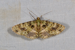 Necyopa