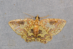 Pseudopolynesia amplificata