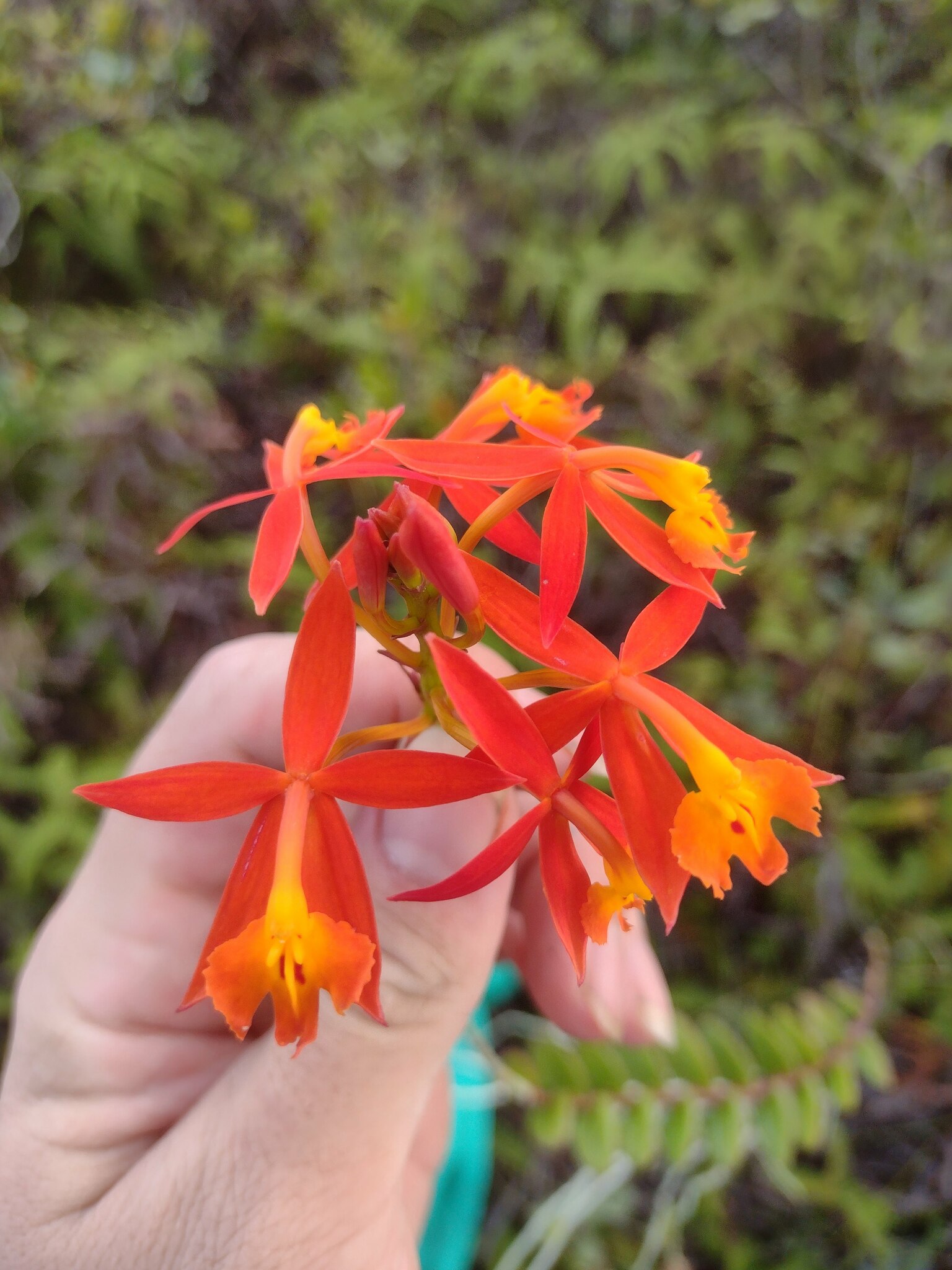 Epidendrum radicans Pav. ex Lindl. 4