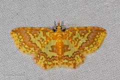 Pseudopolynesia amplificata