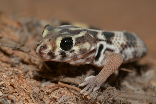 Persian Wonder Gecko, Teratoscincus keyserlingii