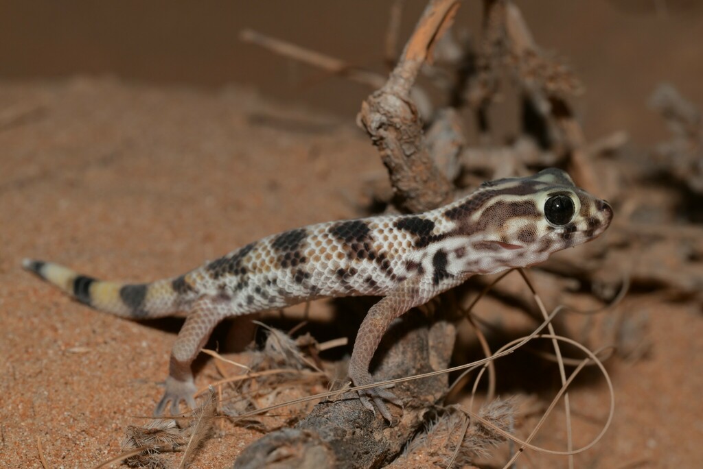 Keyserling's Wonder Gecko