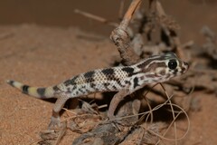 Frog-Eyed Gecko photo 2