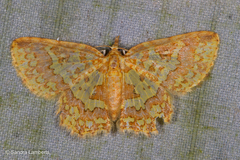 Pseudopolynesia amplificata