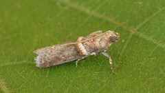 Anabasis ochrodesma