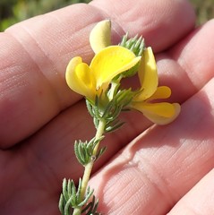 Aspalathus chortophila