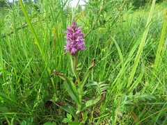 Dactylorhiza sibirica