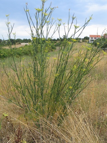 Komorač (Foeniculum vulgare)